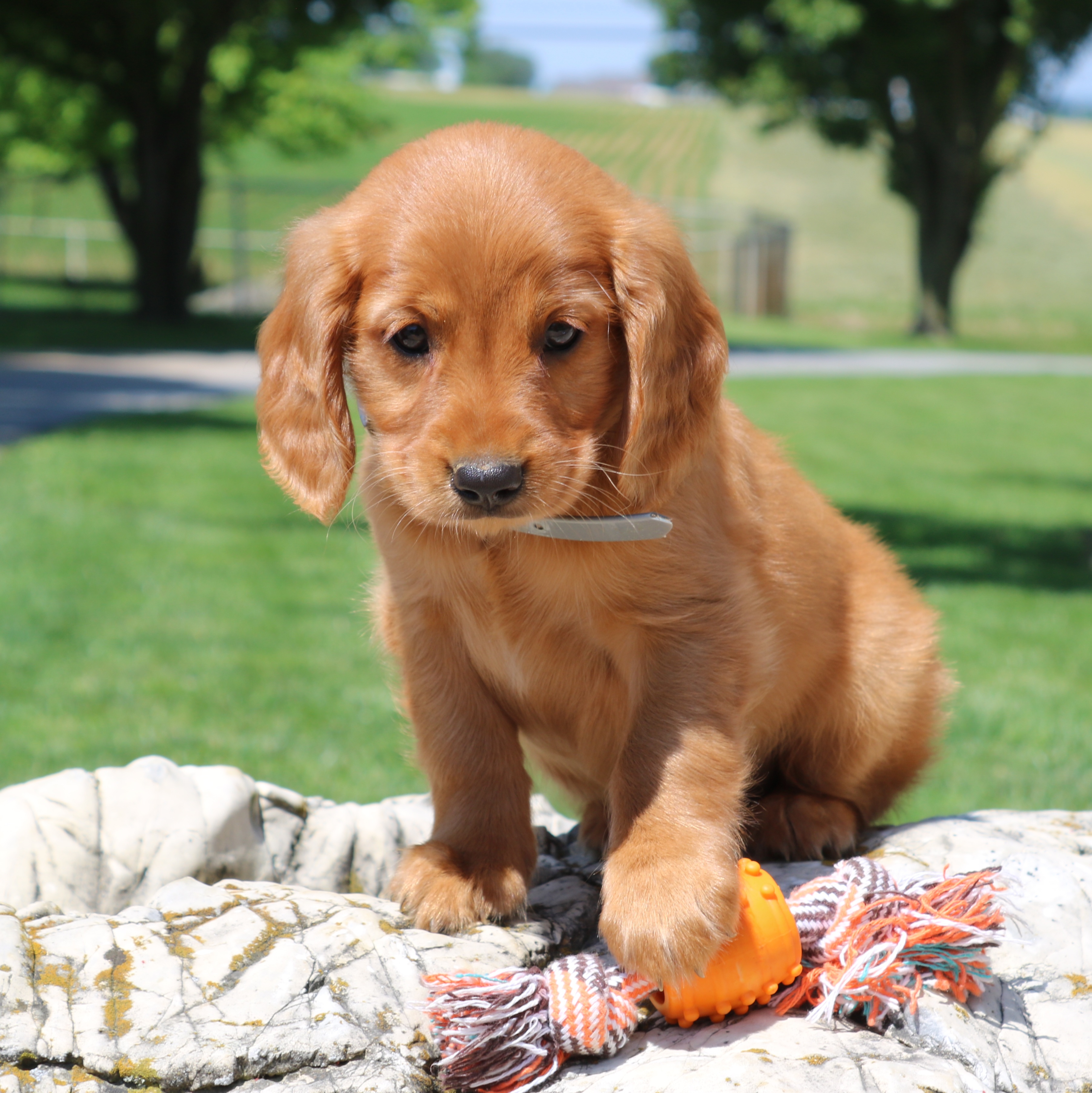 puppy, for, sale, Mini Golden Retriever, Ivan J. Stoltzfus, dog, breeder, Gordonville, PA, dog-breeder, puppy-for-sale, forsale, nearby, find, puppyfind, locator, puppylocator, aca